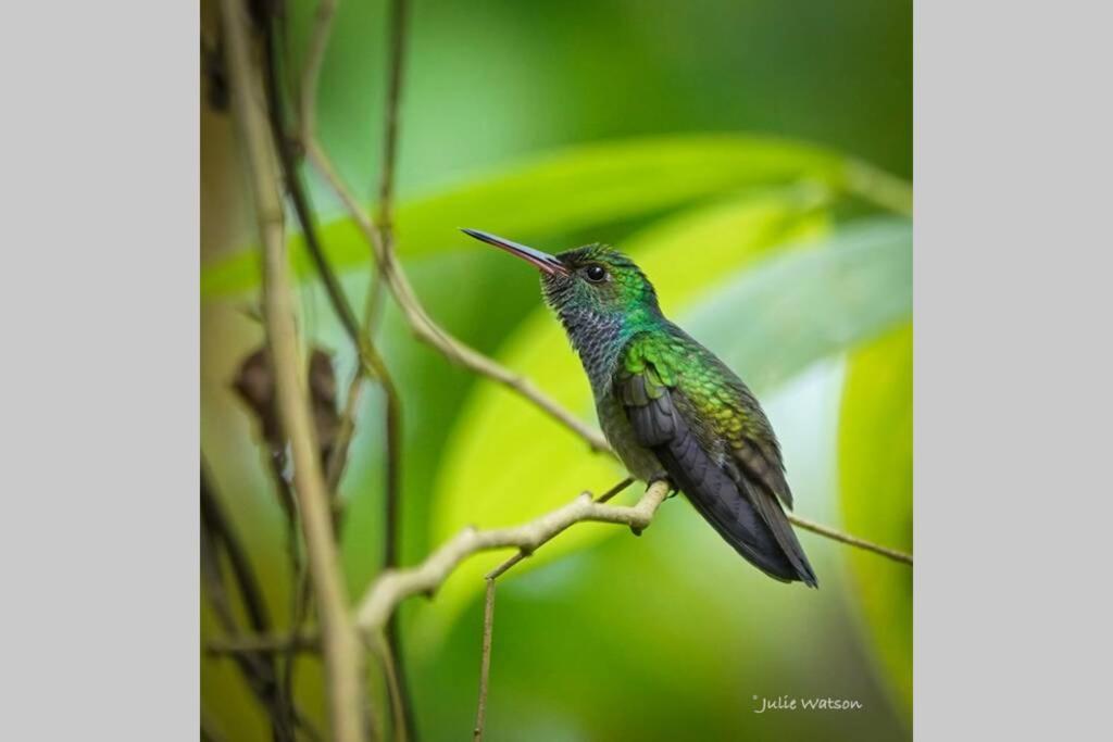 Caoni Riverside Suites - Birders Paradise by the river, Ecuadorian Chocó Puerto Quito Exterior foto