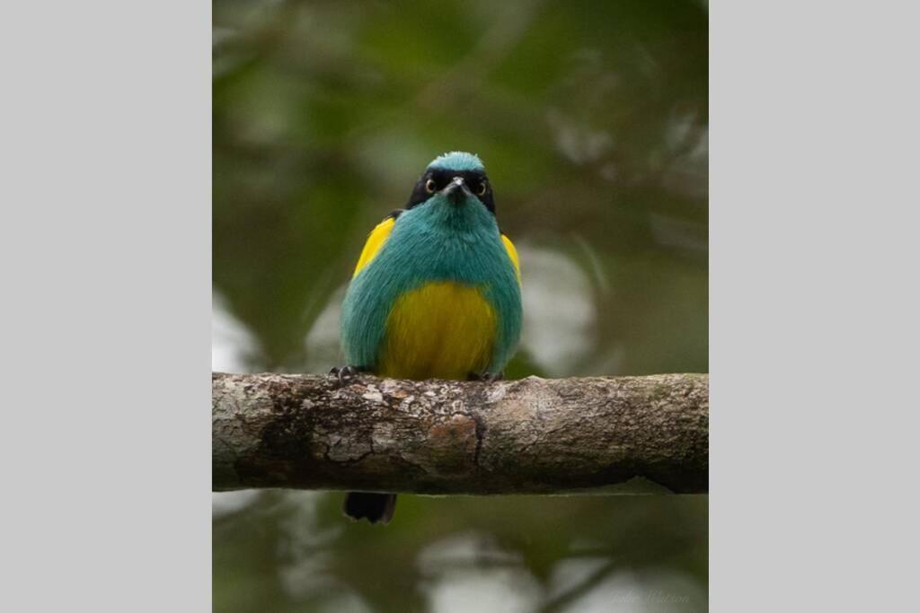 Caoni Riverside Suites - Birders Paradise by the river, Ecuadorian Chocó Puerto Quito Exterior foto