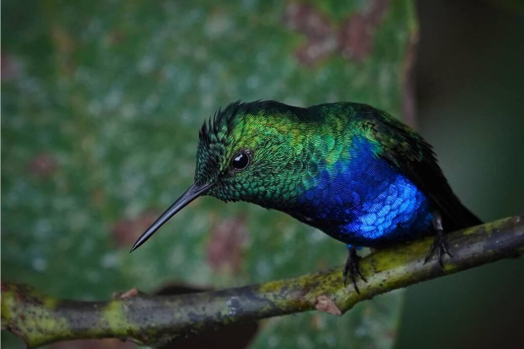 Caoni Riverside Suites - Birders Paradise by the river, Ecuadorian Chocó Puerto Quito Exterior foto